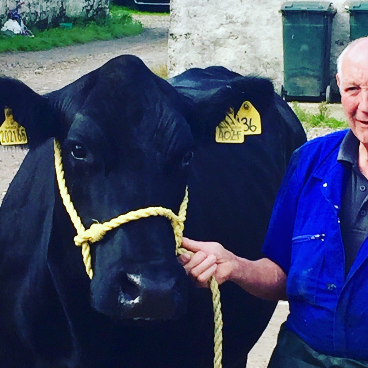 ColeMoreton's tweet photo. This is Show Cow. She’s a cow who goes to show. Sometimes she wins. This year, after much shampooing, smelling improbably of coconut, Show Cow came second. Seemed quite relaxed about it though. Show Cow’s farmer also grows barley for #Bruichladdich whisky. #Islay #IslayShow https://t.co/7jFL6FJshd