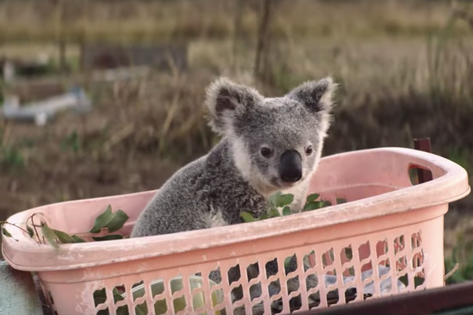 CampaignAsia's tweet photo. A tale of two insurance campaigns today. Australia's NRMA + koalas; New Zealand's AMI + 'a kinda kindness'. Similar themes at their hearts but very differently executed https://t.co/En2KTt37cR v https://t.co/cBPDxhXO1u #insuranceads #Adnut @ColensoBBDO @Monkeys_AU https://t.co/qY0pzSpoJb