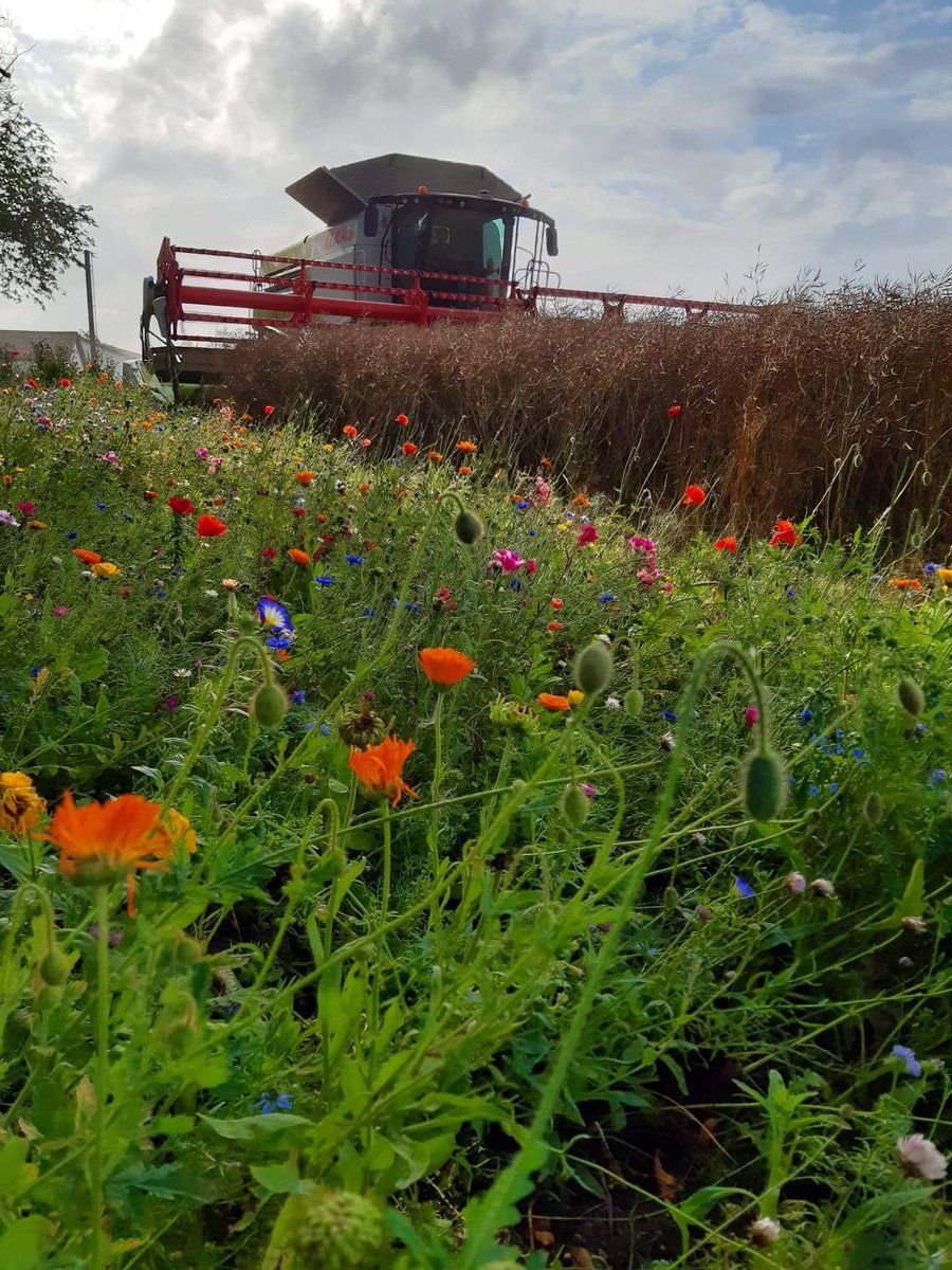 Bayer4CropsDK's tweet photo. Rapshøsten på Fyn er i fuld gang. Blomsterne står stadig flot. Vi håber på godt vejr, så årets høst kan komme i hus #DanmarkBlomstrer #DanskLandbrug https://t.co/Lh0AfACktD