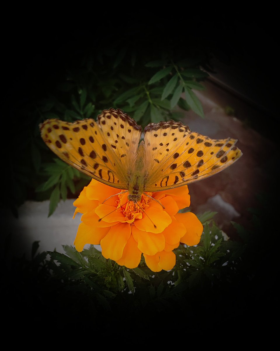 mayamari90901's tweet photo. 🦋美味しんぼ見付け😙

#ファインダー越しの私の世界ᅠ #フォト #photograghy 
#photographyislife 
#photo #写真で奏でる私の世界 #写真で伝えたい私の世界 
#ごはんだよ
#蝶 #花のある暮らし 
お食事中ちょっと一枚🦋 https://t.co/bEoQFXjgFZ