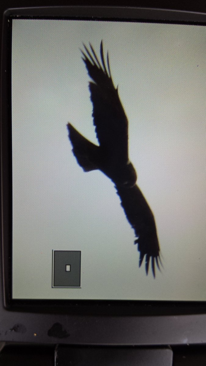 pmandrews1973's tweet photo. After my wetland fix I walked out onto the balcony to be greeted by a Booted Eagle circling right over the hotel, being mobbed by a vocal Eleonora's Falcon 
#RaptorRapture
#GloriousTwelthForBirdsOfPrey
#BoquerBirdObservatory https://t.co/tqmBXJjRHI