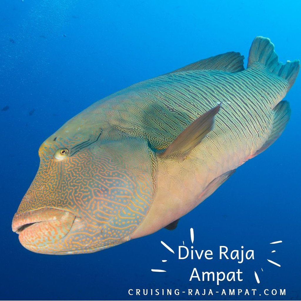 wisesarajaampat's tweet photo. “If you want to go fast go alone. If you want to go far go together.” African Proverb

Dive Raja Ampat with Wisesa Liveaboard
Wisesa Liveaboard Raja Ampat
Book for 2020!
@cruisingrajaampat
Reserve your spot now!

#travelholic #trip #vacation #cruisingrajaampat https://t.co/1AY94jvoVF