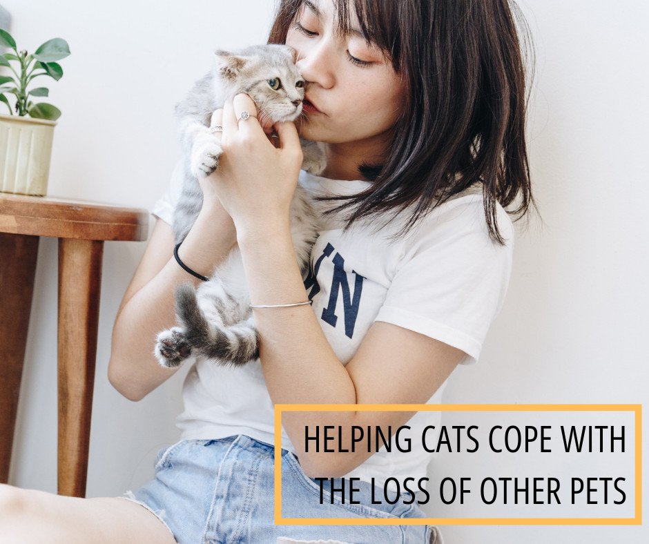We all know that cats don't have the same sort of emotional attachment to their owners and dogs are much more likely to show joy. 
Cats do grieve when they lose a friend and we may need to watch out for changes in their behaviour. 
Check our article 👉 bit.ly/2KD652K