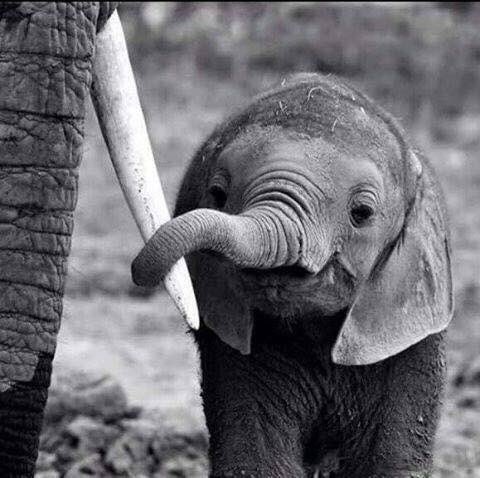 NimkoAli's tweet photo. It’s #WorldElephantDay and I get to share my fav picture of all time. I love this picture and I have said it before but it reminds me of me and my grandmother. 🐘💜 🐘 https://t.co/hTpCZpwh4M