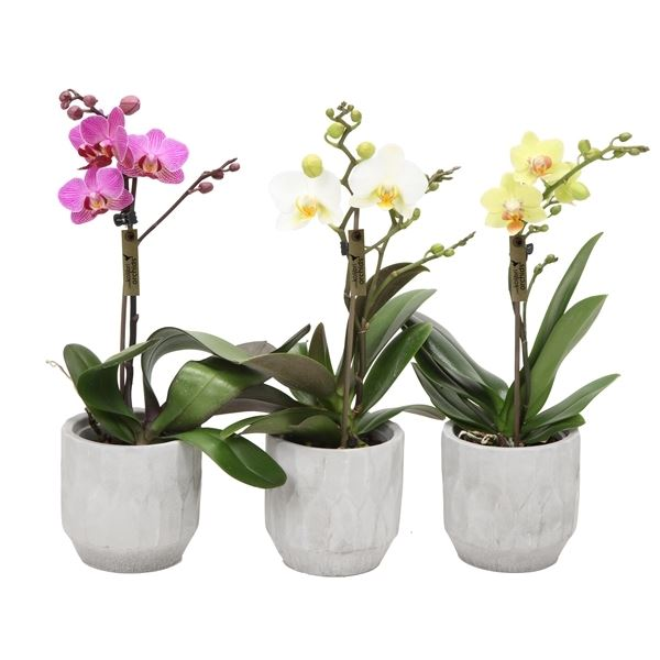 New offer available!
Offer name: Phalaenopsis multiflora kolibri mix 5034