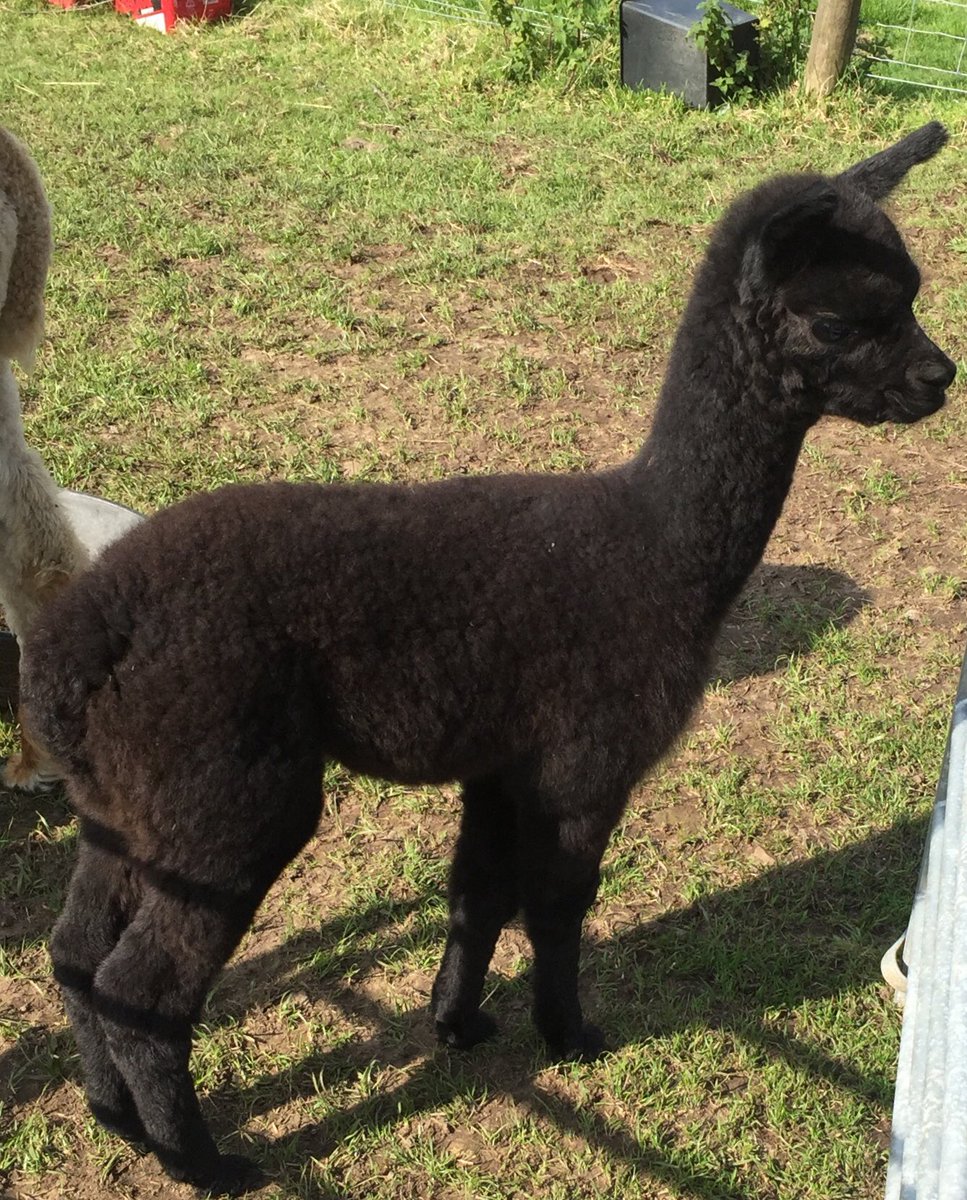 BingfieldAlpac1's tweet photo. Well Charleston was last baby so here’s to the 2019 crew ! Atlanta Dakota Jefferson Boston Charleston 😁😁#nextgenerationofwork #alpacas #Northumberland #lovemyjob #alpacalove https://t.co/ozbrF56ZTw