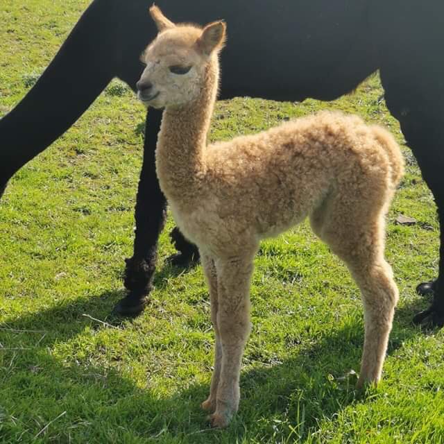 BingfieldAlpac1's tweet photo. Well Charleston was last baby so here’s to the 2019 crew ! Atlanta Dakota Jefferson Boston Charleston 😁😁#nextgenerationofwork #alpacas #Northumberland #lovemyjob #alpacalove https://t.co/ozbrF56ZTw