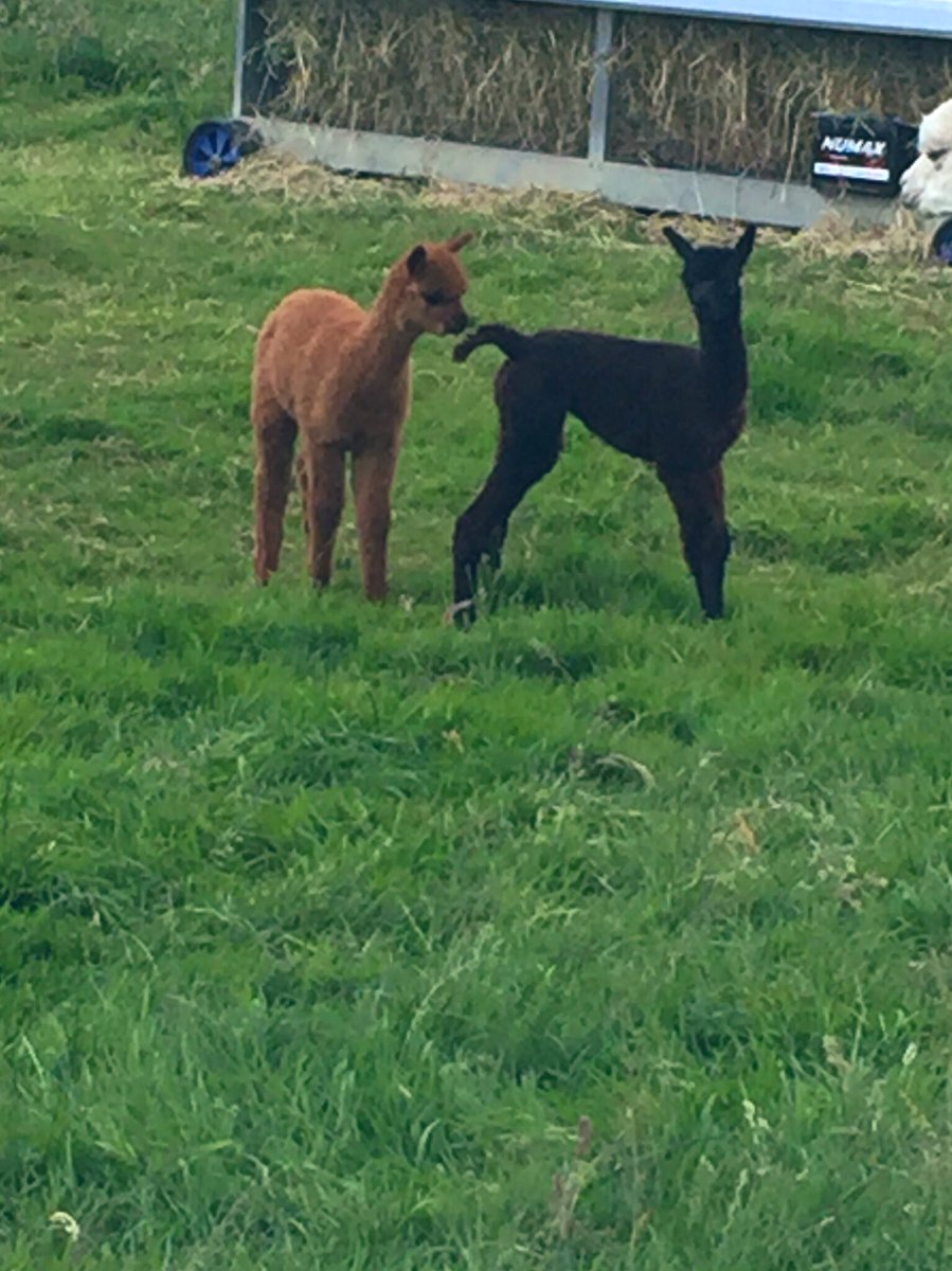 BingfieldAlpac1's tweet photo. Well Charleston was last baby so here’s to the 2019 crew ! Atlanta Dakota Jefferson Boston Charleston 😁😁#nextgenerationofwork #alpacas #Northumberland #lovemyjob #alpacalove https://t.co/ozbrF56ZTw