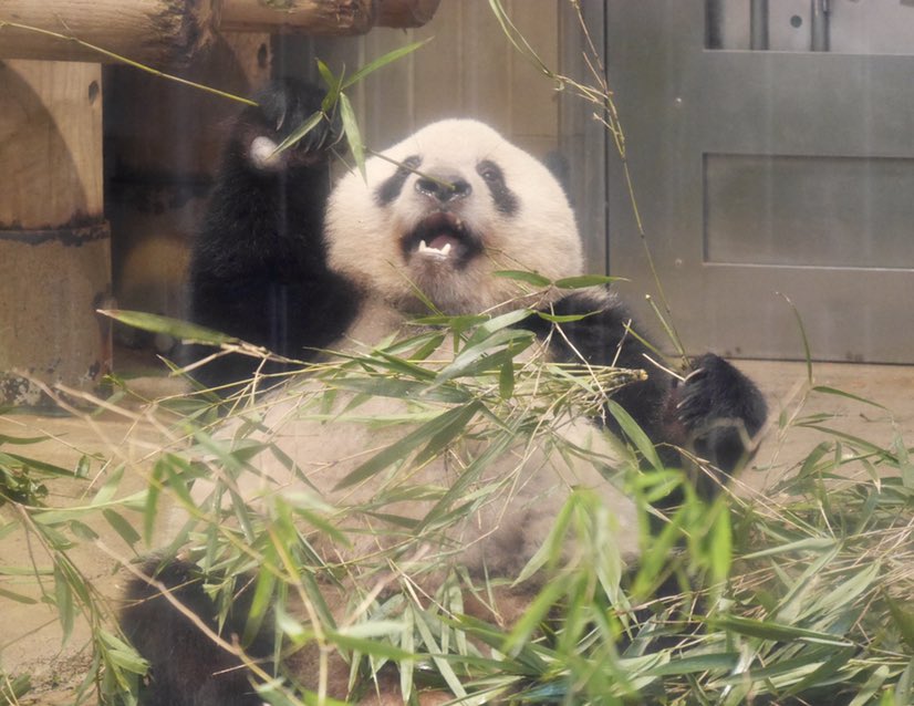 pandango_panda's tweet photo. 昨日のシャンシャン✨
晩ご飯中でした💗
(17:30)

#真夏の夜の動物園
#シャンシャン https://t.co/tQMuYslYdY