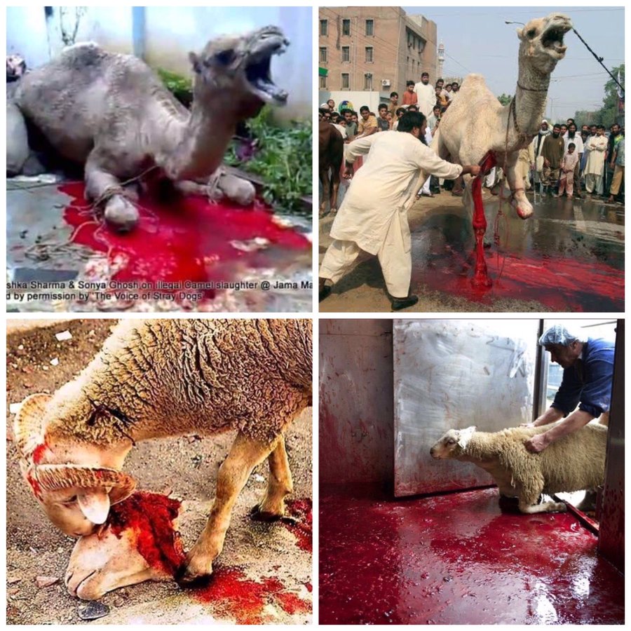 real__anita's tweet photo. Which kind of Worship it is??
#stop_killing_animals on #EidAlAdha2019 https://t.co/sDYIVx9AK6