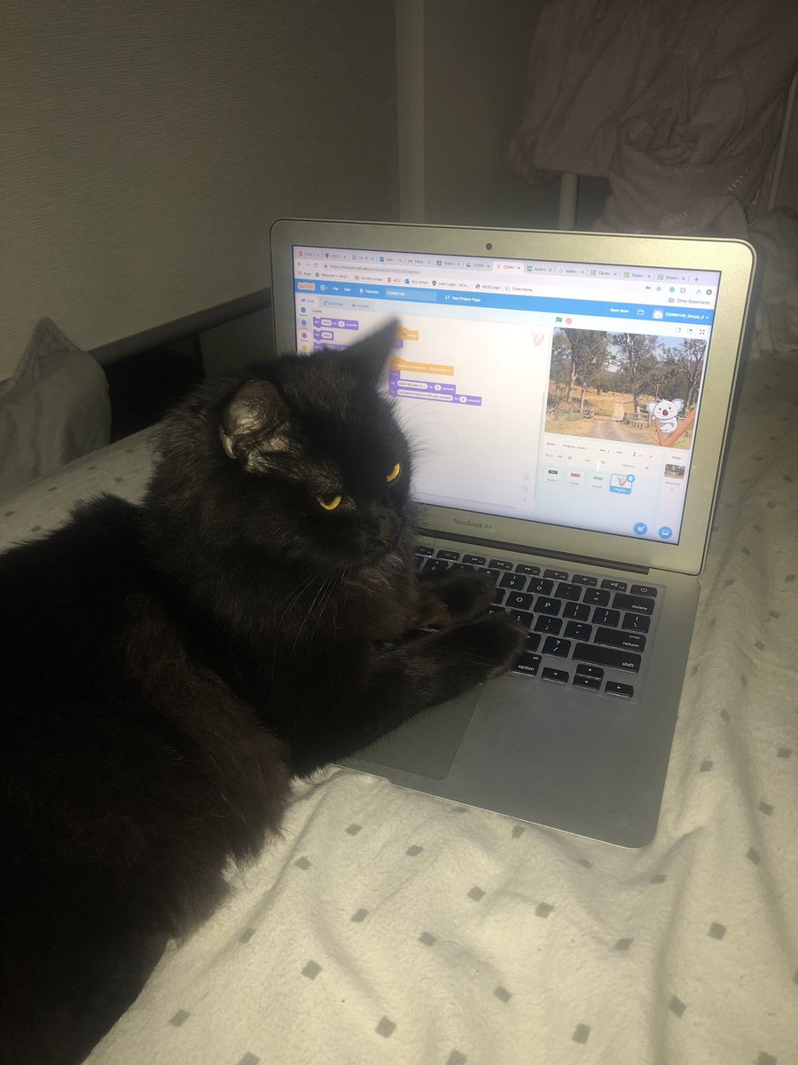 ellenjohnston00's tweet photo. Merlin getting some @scratch coding done #comm140 #acuedu_p @tracy_sleeman https://t.co/eGADkmoaCp
