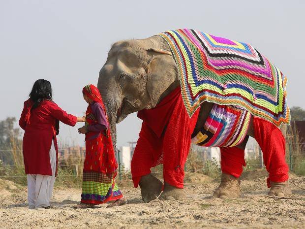 womensart1's tweet photo. Local women crochet sweaters to shield rescued elephants from cold, Elephant Conservation Care Center, India, 2017  #womensart 

#WorldElephantDay https://t.co/NJsr0At8FX