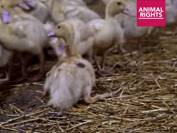 August 30 / Together with the Save Movement, we will be demonstrating at the duck slaughterhouse in Ermelo. We want an end to duck farming!facebook.com/events/2125716… #protest #industry #farming