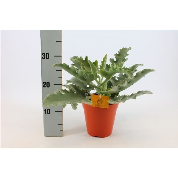 New offer available!
Offer name: Kalanchoe beharensis 74148