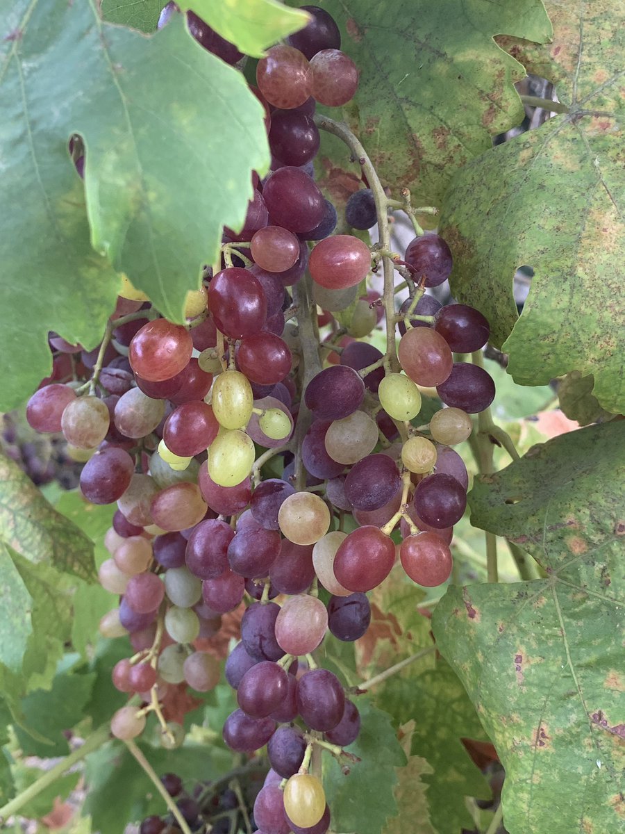 MizzCaliGal's tweet photo. I actually took this pic? #grapes #red #purple #vineyard #green #leaf #grapeleaf https://t.co/LMRjvWdeyj