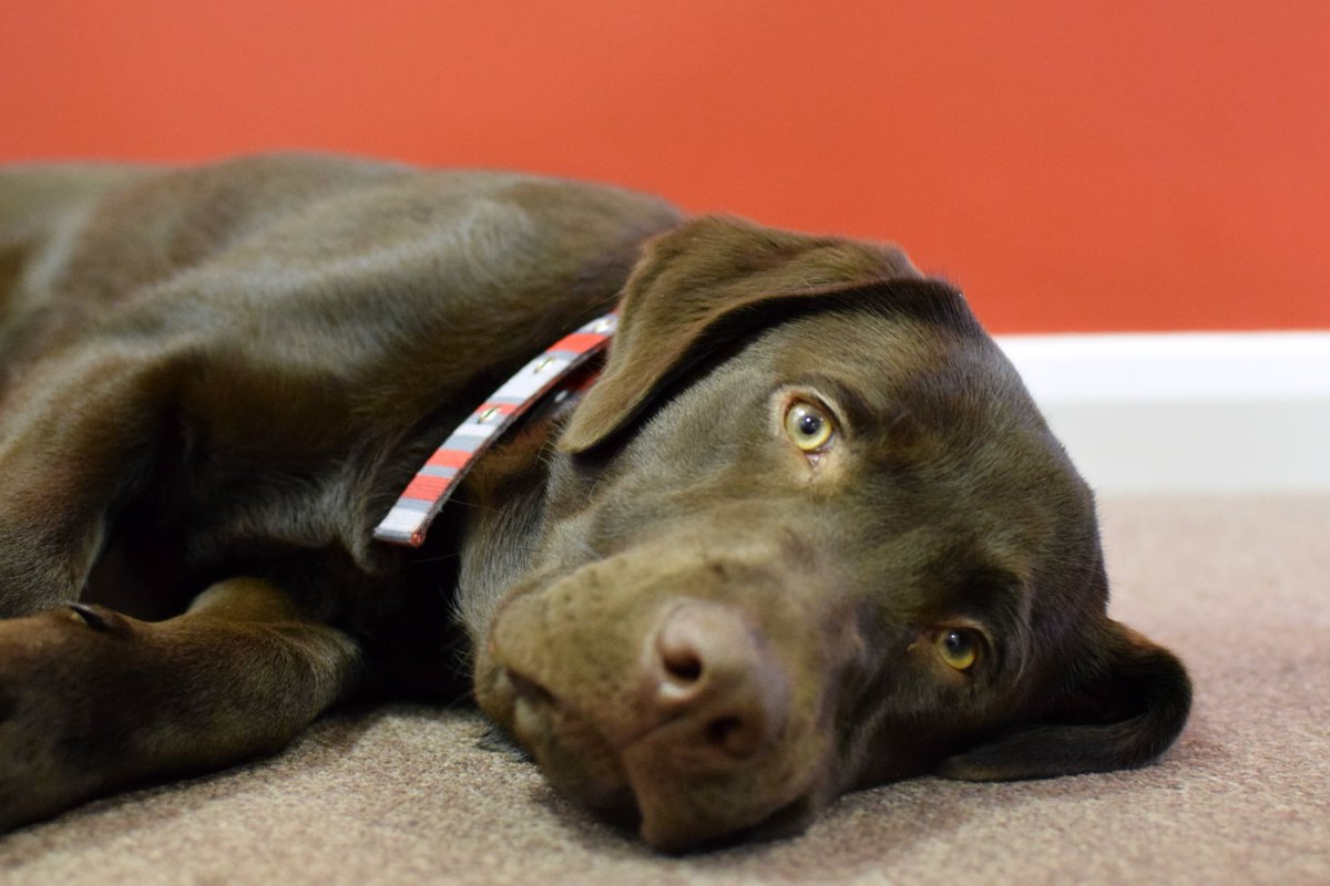 HelloHenryDog's tweet photo. #MondayMotivation Having a ruff day? Drop your CV over to my friends at @Stracogroup and let them find you a new challenge #StracoJobs https://t.co/aSVTnwKtmd https://t.co/jRYzdJ8R9H