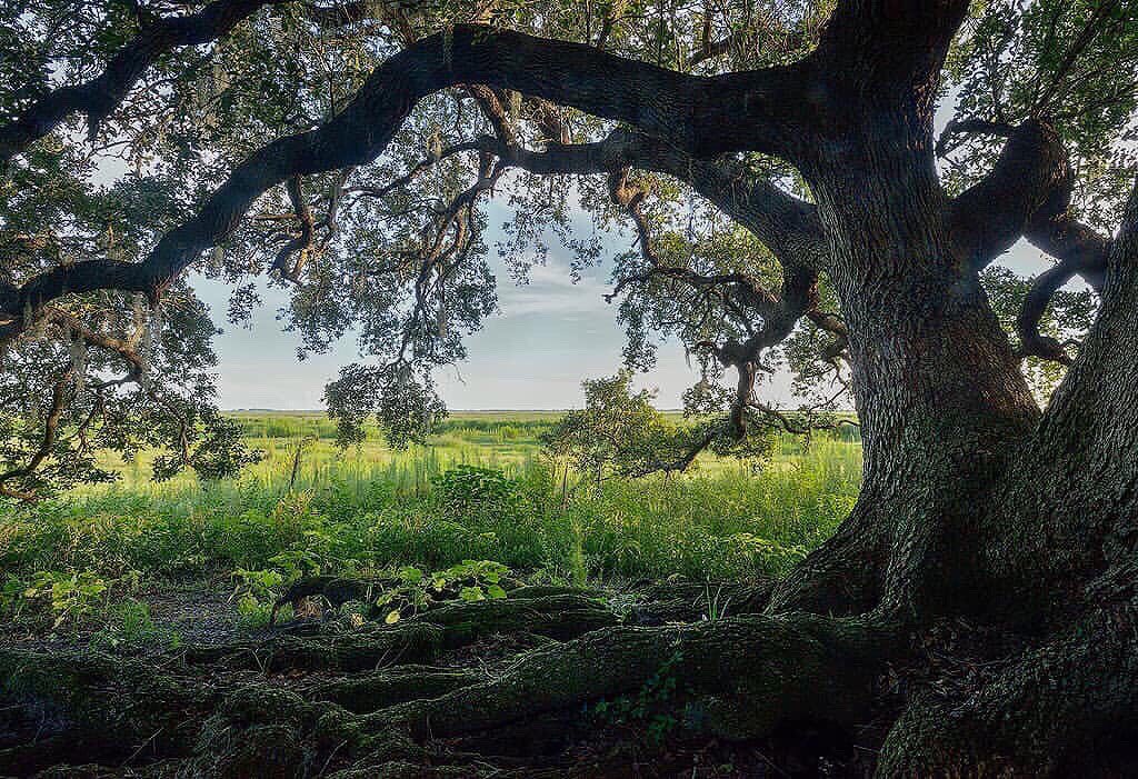PardueSuzanne's tweet photo. Friendship is a sheltering tree...
- Samuel Taylor Coleridge https://t.co/27BzKxdm5S