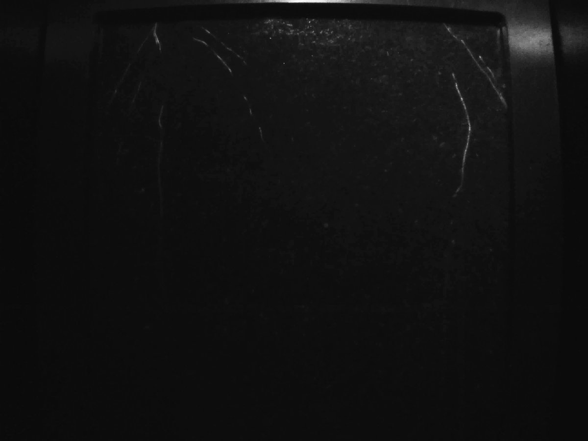 VerenaIbl's tweet photo. Proudly present the first picture of #roottracking directly on #soil in the dark #drootsystem of #barey. Pictures taken by IR camera. Thanks to @KatarzynaRetzer and her colleagues for their help during the setup! Now, analysing of the #roottracking will start! https://t.co/rh4hgkVuX6