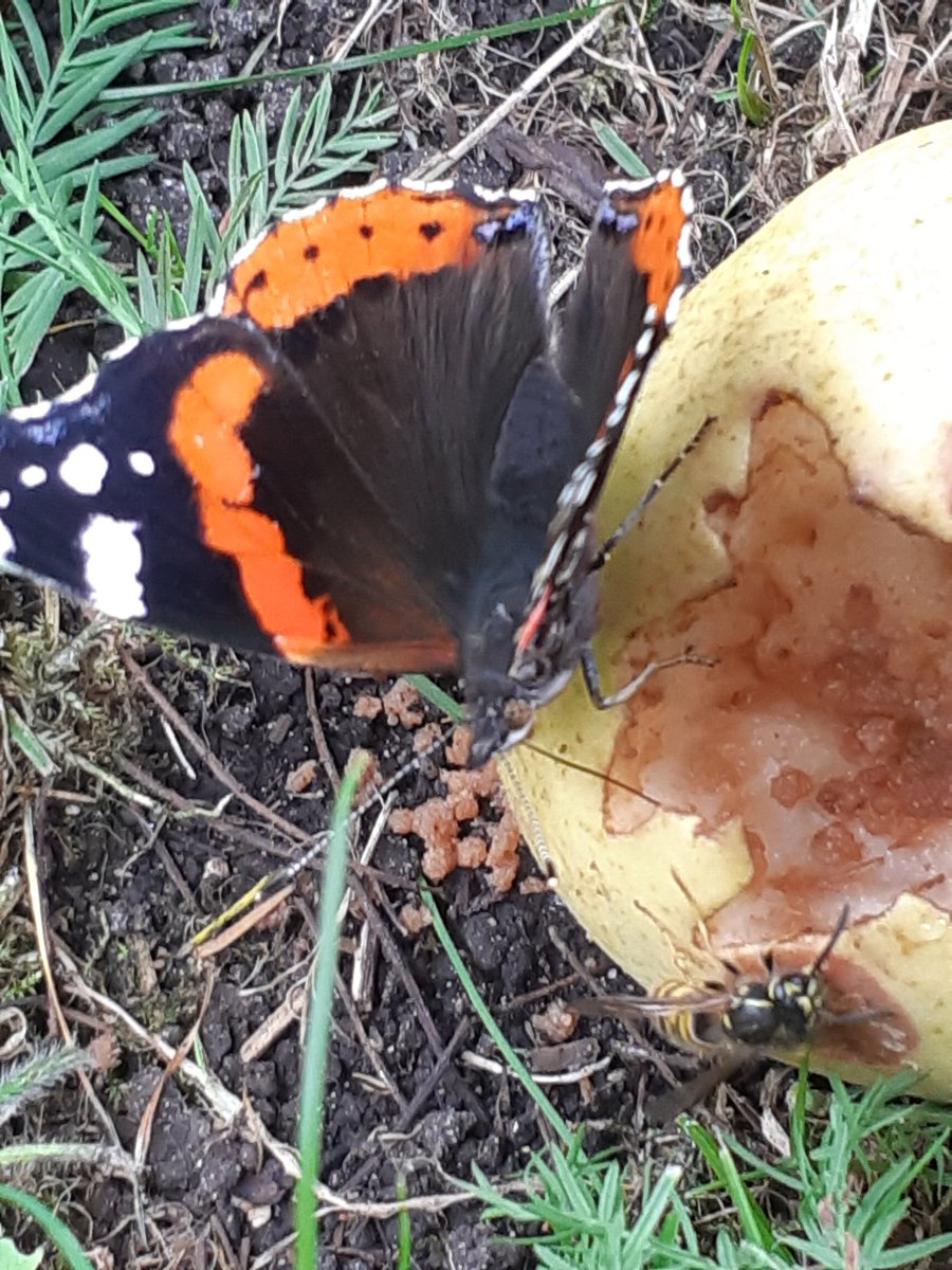 JolandaRegout's tweet photo. Cadeautjes in de natuur. https://t.co/axhBYxdpyW