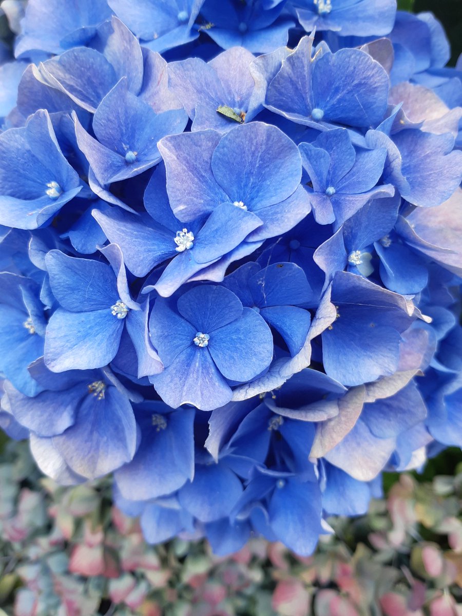 JolandaRegout's tweet photo. Cadeautjes in de natuur. https://t.co/axhBYxdpyW