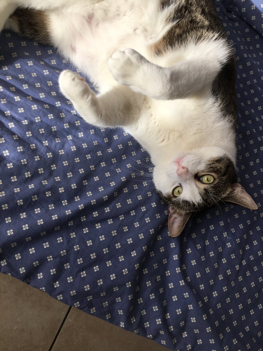maarty_37's tweet photo. What a good boy pt.2 #Caturday #cat #catstagram #love https://t.co/UfBfEnyhSH