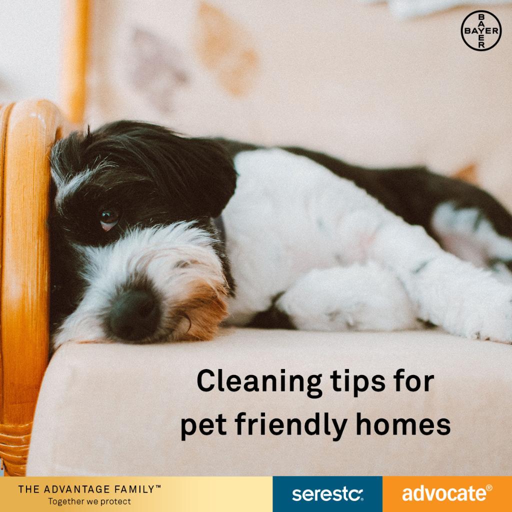 mypetandi_au's tweet photo. Living with a pet is a wonderful experience, but they sure do know how to create a mess! Here are some top tips for keeping your home clean and tidy. https://t.co/9znwvkuSPO #pethack https://t.co/UMwWeIyxLG