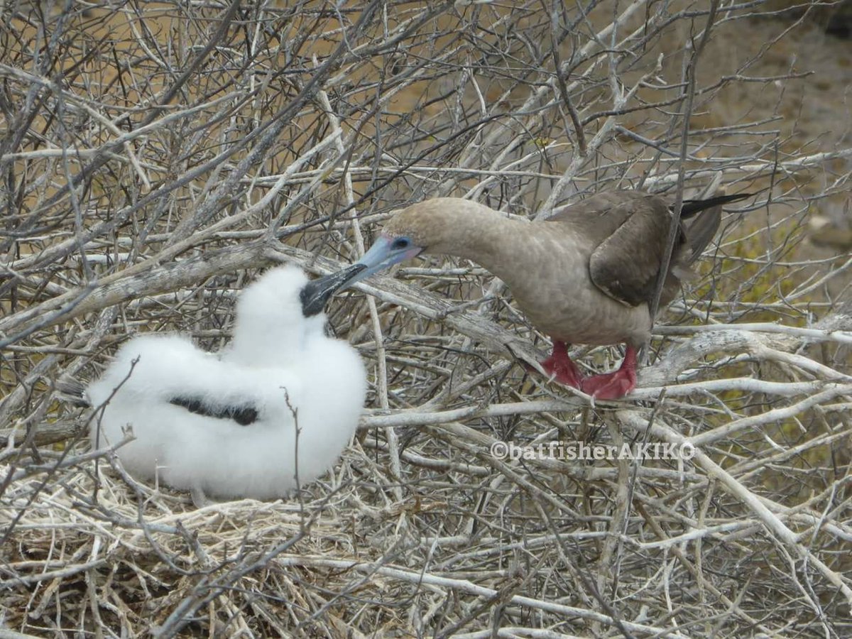 batfisherAKIKO's tweet photo. 「はぁ…うちの子ったらほんと…so lovely…」
#Ecuador
#エクアドル
#Galapagos
#ガラパゴス諸島
#RedFootedBoobie
#アカアシカツオドリ
#野鳥 https://t.co/S6gmQEsXzJ