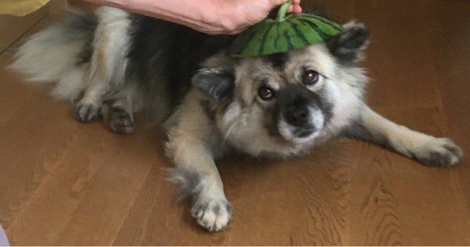 中型雑種犬はいいぞのtwitterイラスト検索結果 古い順