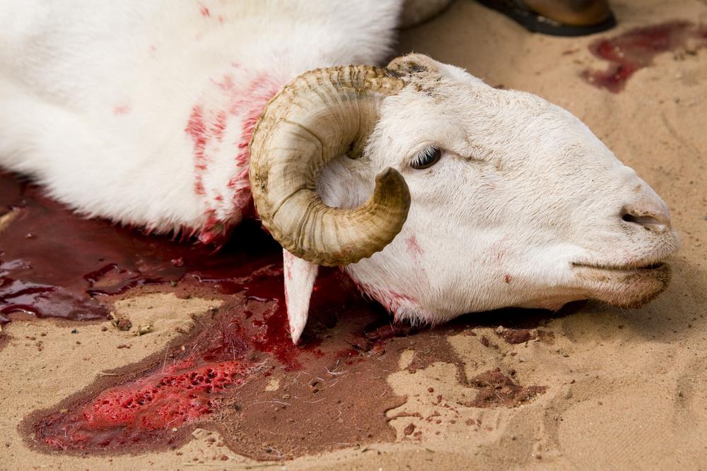 Ban_Animal_Test's tweet photo. @MaryJoe38642126 @sistor111 @jeremycorbyn @BorisJohnson @china @UKLabour #NoToEidMubarak ๐ #MUSLIMS #ISLAM #GoVEGAN #AnimalSlaves #AnimalHell #CONSCIENCE #WORLD #NoMeatEid ๐๐#Eid #MUSLIMS #ISLAM #MURDER #NoToSacrifice ๐๐ซ#BloodlessEid
#EidAlAdha2019 #EidAlAdha #SAUDI #MECCA #Mekke #GoVEGAN #CONSCIENCE https://t.co/XSfeAcR7A3