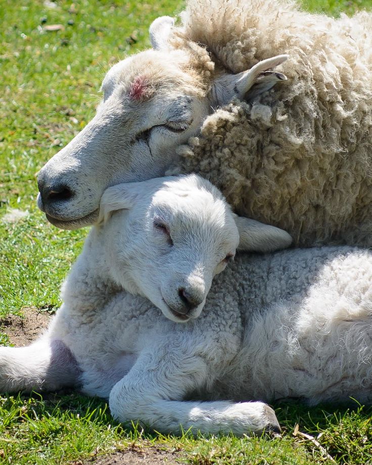 Ban_Animal_Test's tweet photo. @MaryJoe38642126 @sistor111 @jeremycorbyn @BorisJohnson @china @UKLabour #NoToEidMubarak ๐ #MUSLIMS #ISLAM #GoVEGAN #AnimalSlaves #AnimalHell #CONSCIENCE #WORLD #NoMeatEid ๐๐#Eid #MUSLIMS #ISLAM #MURDER #NoToSacrifice ๐๐ซ#BloodlessEid
#EidAlAdha2019 #EidAlAdha #SAUDI #MECCA #Mekke #GoVEGAN #CONSCIENCE https://t.co/XSfeAcR7A3