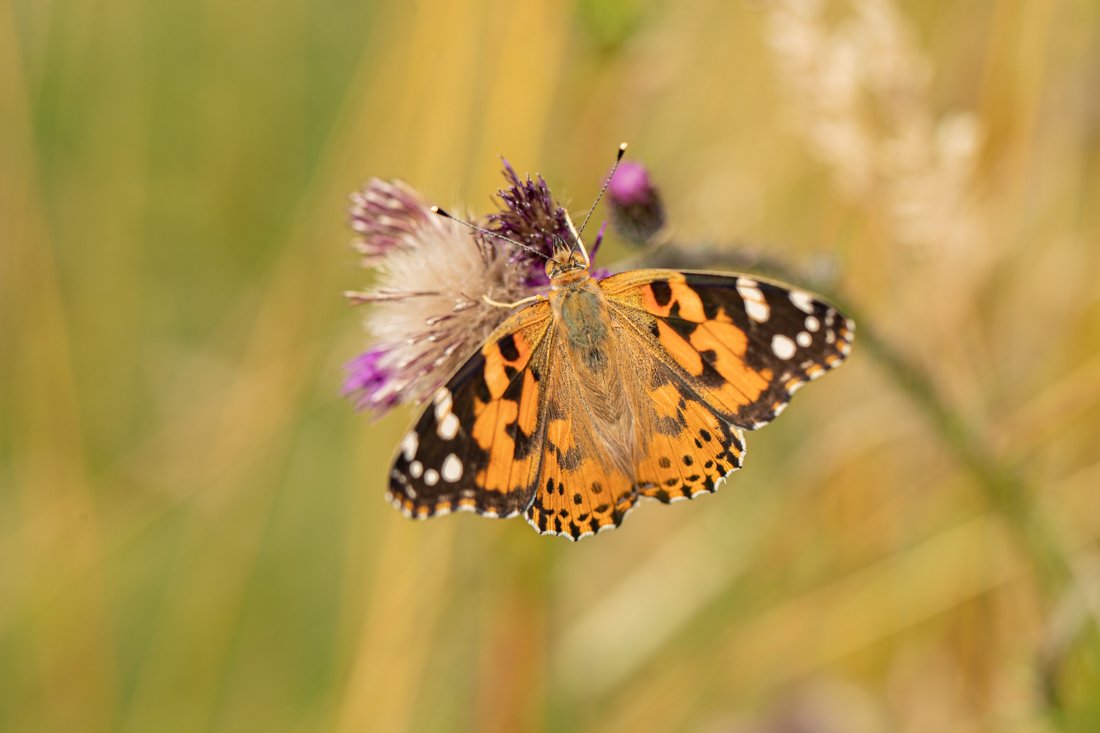 GressenhallFW's tweet photo. How about some #BeautifulButterflies for #MondayMotivation ? Still plenty down by the river to spot... #RiverRamble #SummerHoliday #SchoolsOut https://t.co/qklAZhevxo