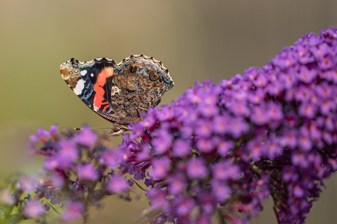 GressenhallFW's tweet photo. How about some #BeautifulButterflies for #MondayMotivation ? Still plenty down by the river to spot... #RiverRamble #SummerHoliday #SchoolsOut https://t.co/qklAZhevxo