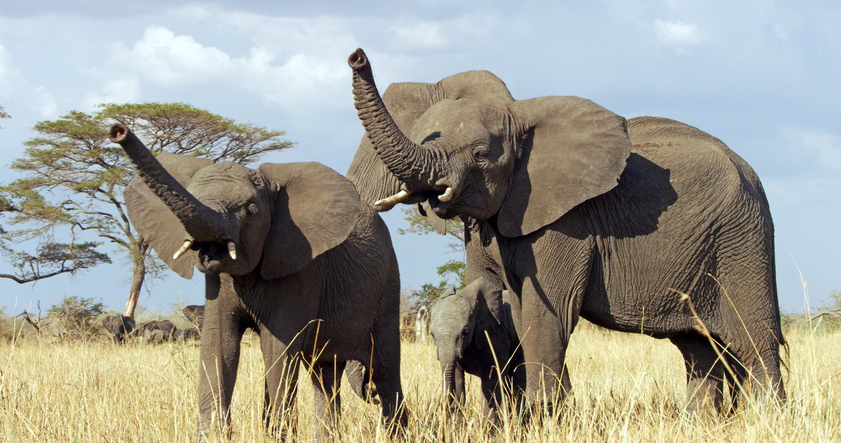 Happy #WorldElephantDay 🐘
Join Nalla and Tembo from #Serengeti on BBC iPlayer! bbc.co.uk/iplayer/episod…