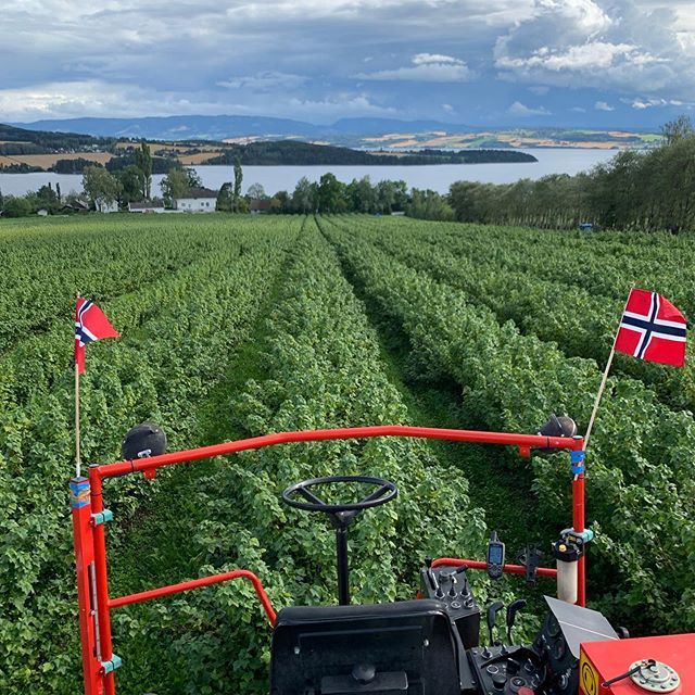 stormstein's tweet image. Solbærinnhøsting 2019 dag 6, del II. Fortsetter med å høste Ben Tron på Doktorjordet.#
.
.
#solbærsesongen2019 #solbær #mølstadgård #blackcurrant ift.tt/2YKr6Cz