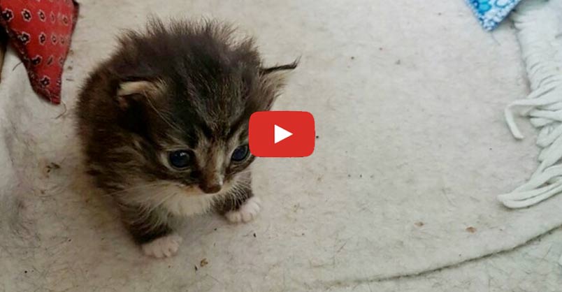 Stray Cat Brings a Tiny Surprise to the Woman Who Gave Her Food
A young woman was feeding the neighborhood's stray cats then one day she found a tiny kitten on her balcony.
CLICK to watch > bit.ly/2gKn6eL?utm_ca…