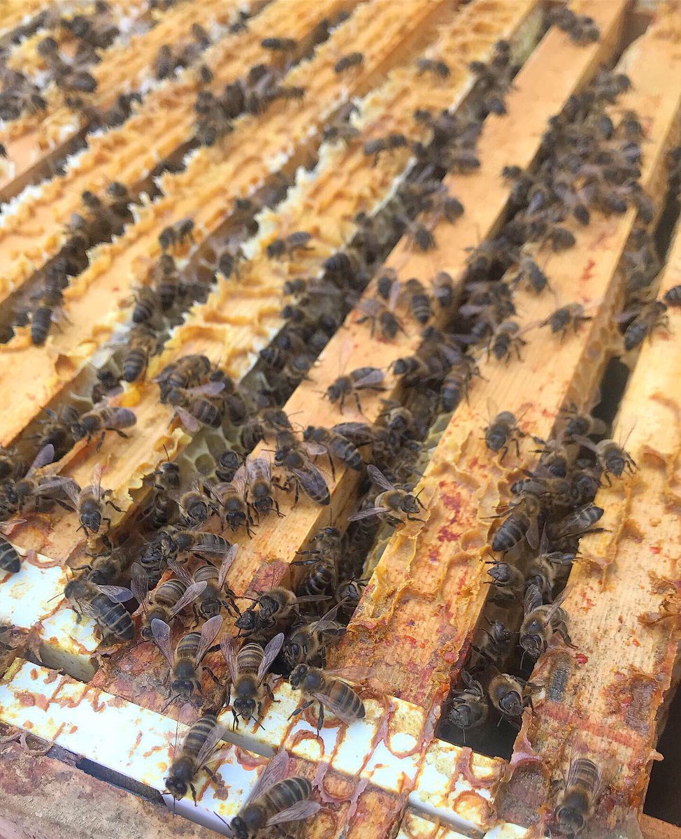 pharmabees's tweet photo. Had a lovely visit with our friend @blossomandnectar πππ thanks for visiting! ππ» #Pharmabees #blossomandnectar #beesknees #letsbeefriends https://t.co/Pd3BMTz4gb