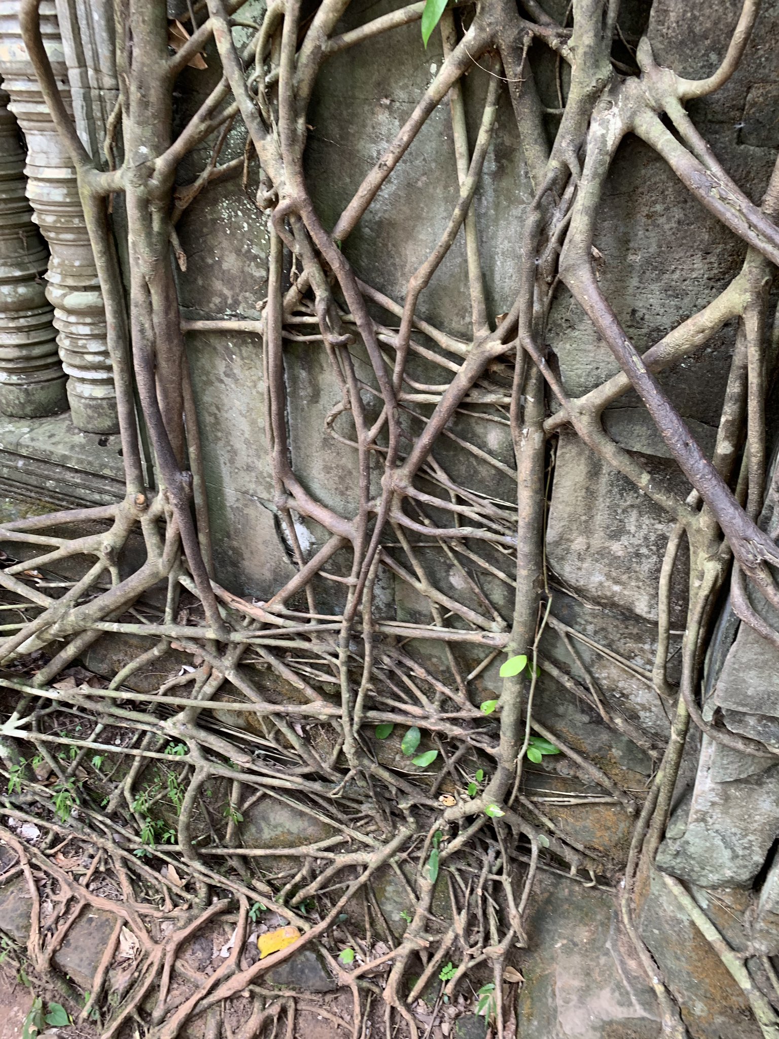 新ヶ江章友 AkitomoShingae on Twitter 