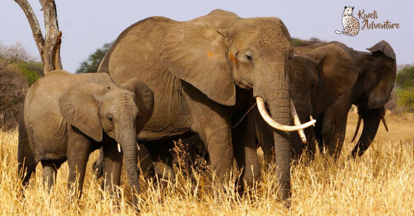 kweliadventure's tweet photo. Happy  #WorldElephantDay !!
Let’s take a pledge to help and grow the elephants so that our next generations will get to meet them.
#HappyWorldElephantDay  #SaveElephant  #SaveWildlife https://t.co/cbiPhc47IF
