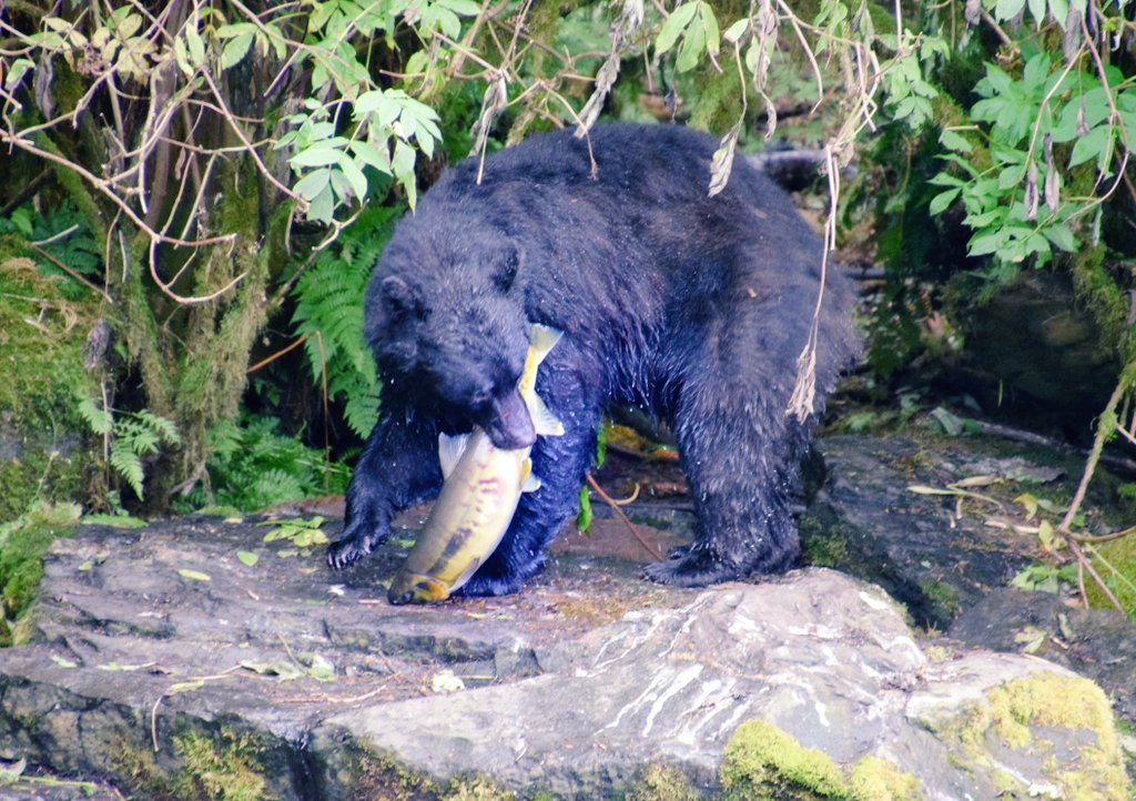 kidtravel's tweet image. Loved watching black bears catching salmon in Neets Bay on our @HALcruises #Alaska cruise. Such an amazing experience! #travel #HALcruises