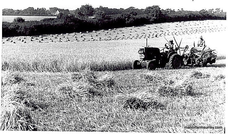 ManorFarmWotton's tweet photo. @NFUCountryside Here is other half's Grandfather in 1930's cutting crop with #stooks far side of field & his #threshing machine in second pic. His was not thatching straw like that seen in my earlier pics of #Wiltshire #harvest19 #History #tradition @NFUCountryside @NFUSouthEast @manorfarmsurrey https://t.co/6RMXEEFEVe