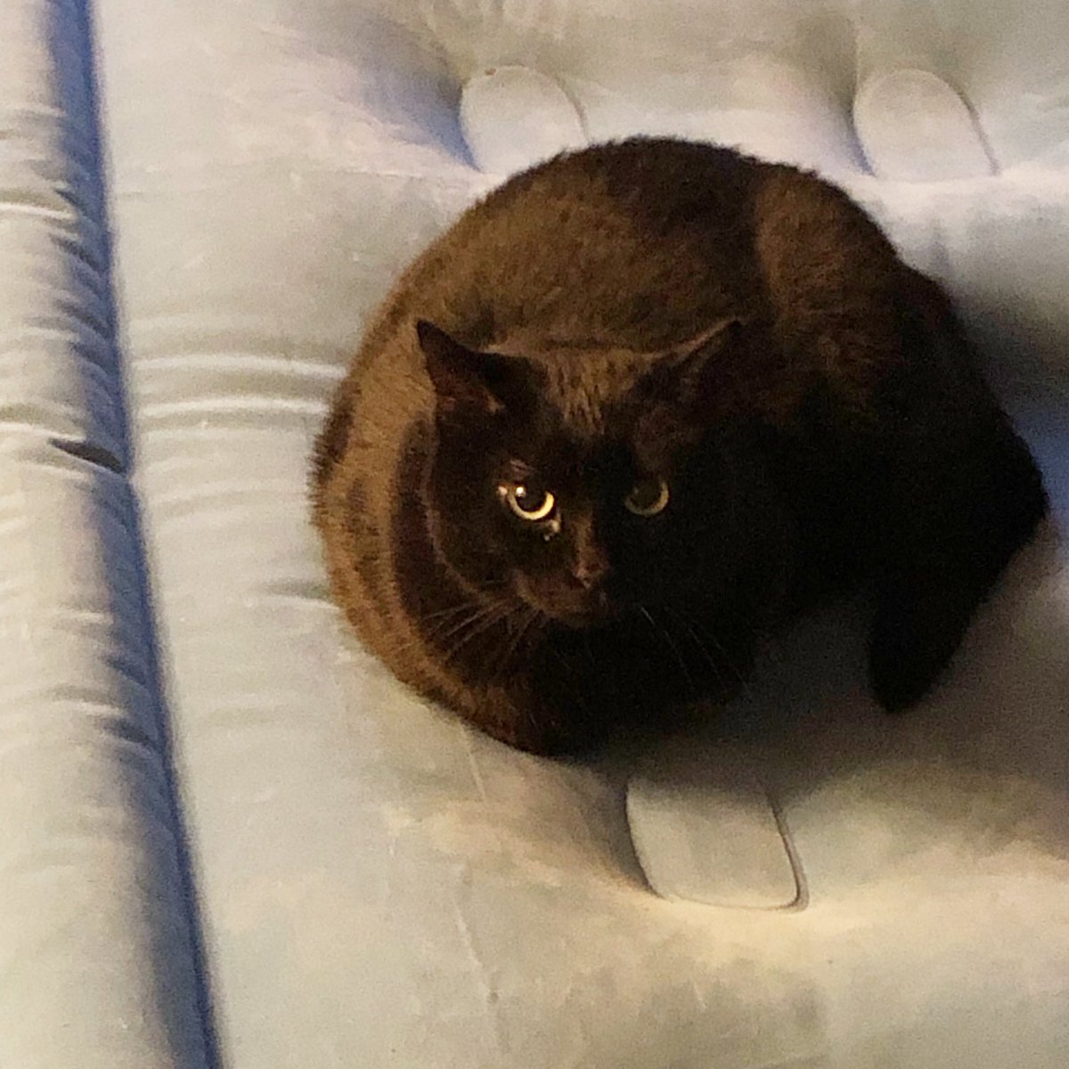 e_reed's tweet photo. “Oh you need a bed for guests? Too bad. Dis is mine now.” #MamaKitty #acpso @ACPSO https://t.co/Cl3iK929GH
