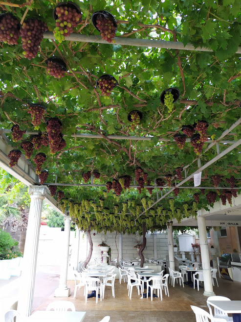 Trpel_com's tweet photo. Cyprus summer
#grapes https://t.co/YCV4WJqK16