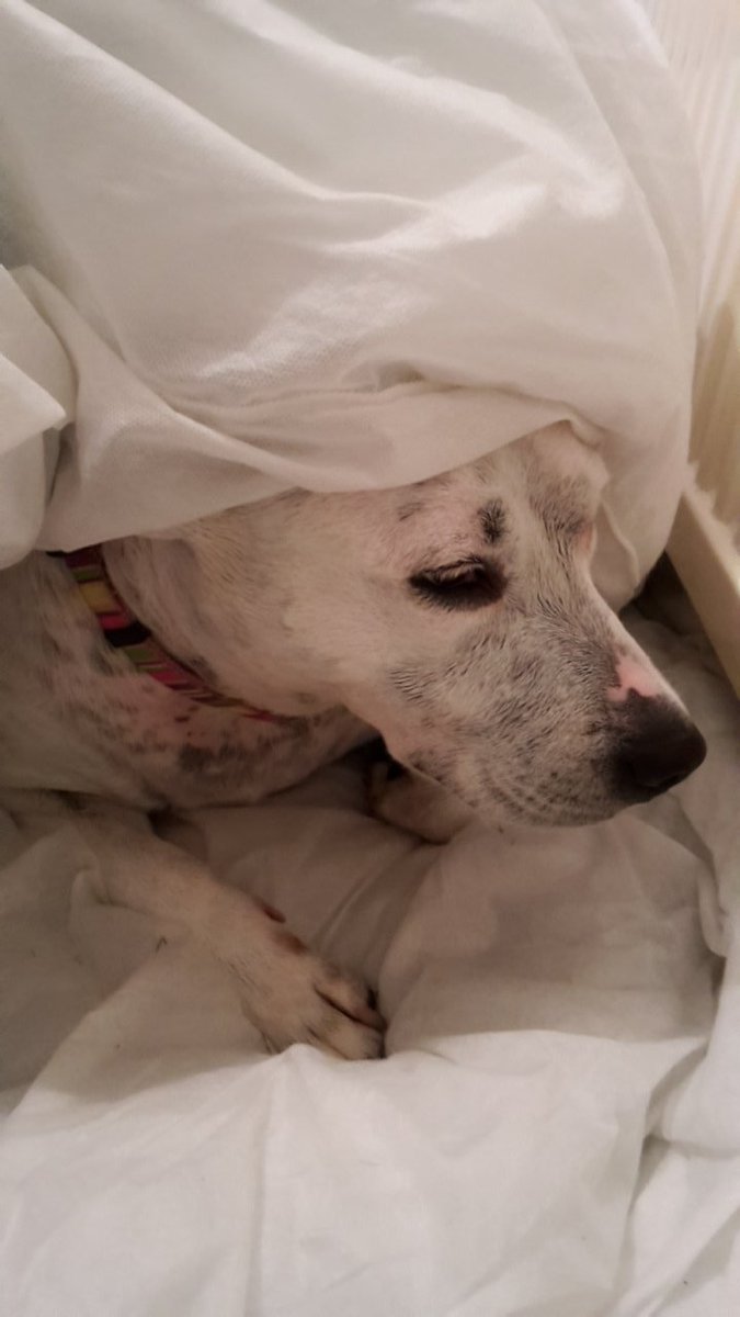 Penny_theDog1's tweet photo. Got caught outside in a thunderstorm #NotPlaying #scary #Thunderstorms #HidingPlace #StayingInBed #NeedSnuggles #TLCrequired #dogsoftwitter #dogs #dogslife #NotUpForThat #NotHappy https://t.co/YEGenqHKf5