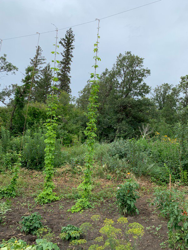 PrairieMtnhops's tweet image. A great new young brewer got some plants from us this spring,  said he just wanted a few for his garden. These big babies are over 18ft tall in their first year ! #localhops #greenhouse #prairiemountainhops