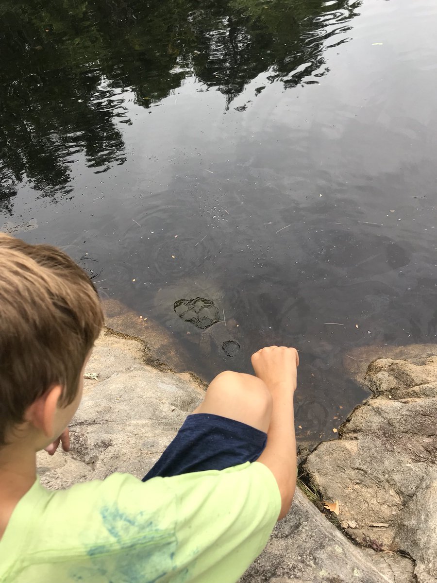 WeyRec's tweet photo. Last Thursday we went looking for wildlife at Wompatuck with the Geo-Hikers and we found some pretty cool stuff 🍃 🌲 🐟 
#WeyRec https://t.co/cvJs9Es5cy
