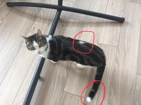 RSPCAMacc's tweet photo. *REWARD £250* Ned is missing from Hertford Close #congleton Tabby/white small cat with a WHITE TIP/WHITE PATCH on his tail&amp;back. Only been outside 4 weeks so maybe scared/hiding in your shed/garage. If found, please send a photo of markings to Kate &amp; Tom 07940720313/07970153529 https://t.co/ANvuPo2lVp