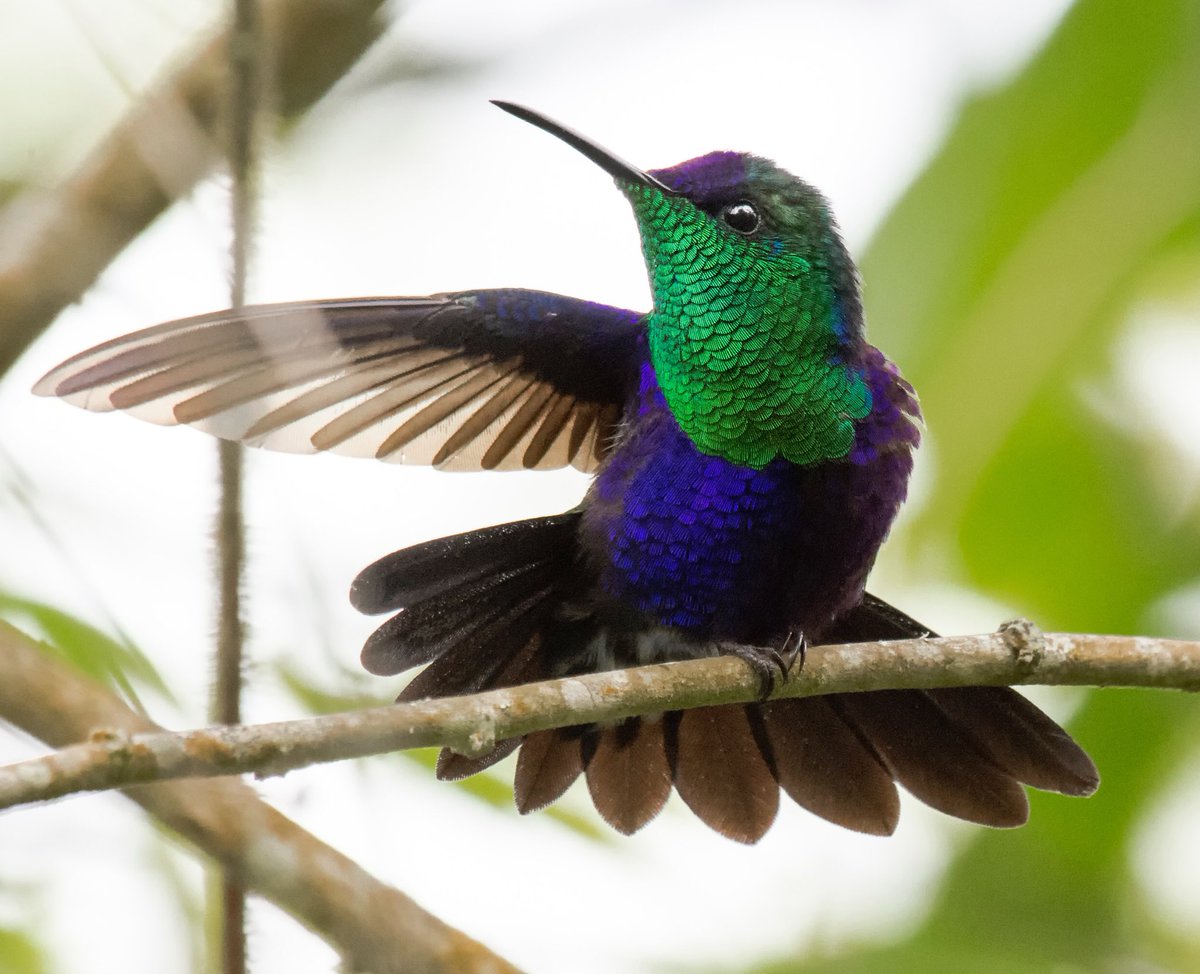 diegoetorres's tweet photo. Thalurania colombica: este no es un nombre científico es un nombre poético.... Thalurania=>thálos es hijo y ouránios de los cielos y colombica es de Colombia, entonces su nombre científico significa: Hijo de los cielos colombianos.  🤩🤩🤩 https://t.co/ScTilIi1QZ