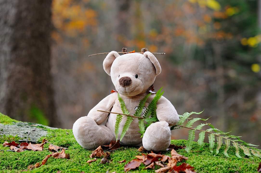 NYGforestschool's tweet photo. Bring your teddy and a picnic and join us for Family Fun in the Forest with our own cuddly Forest Friends. Booking essential- limited places. https://t.co/ugapRlw0C3 #ForestSchool #ColwynBay #FamilyFun #getoutside https://t.co/GVk6FV3hrW