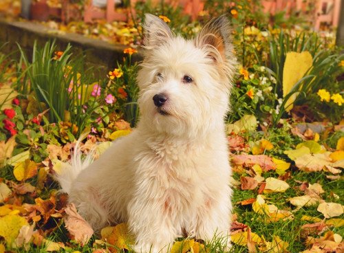 AnimalFute's tweet photo. D’origine écossaise, le West Highland white terrier (plus communément appelé Westie) est issu du croisement entre le cairn terrier et le bichon maltais. En savoir plus: https://t.co/Ob8W1L4qCR
#AnimalFute, échange de garde de #chien, chat, NAC entre particuliers
#westie https://t.co/Ow4XfmeQkW