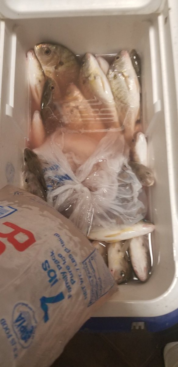 Killed the Spots with Captain  Ted, Tangier Sounds MD. 80 Keepers, at least 100+ throwbacks.